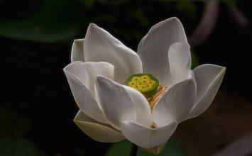 Không muốn tu nữa?